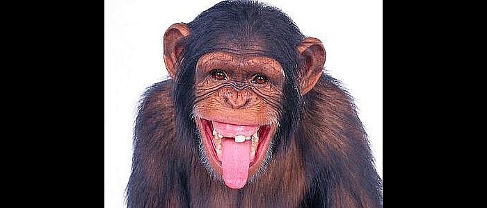 scimmia_linguaccia_web-400x300