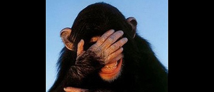 2483909-7519862116-Monke