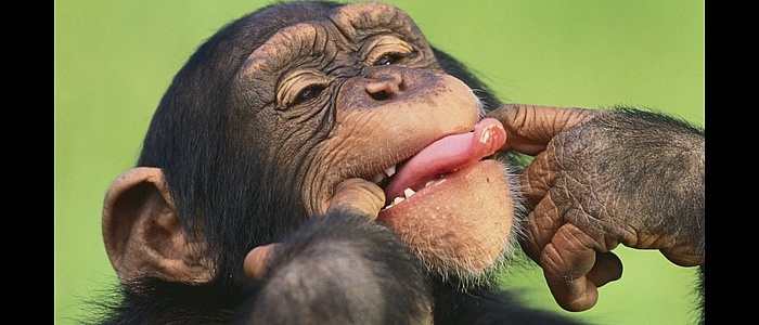 scimmia-faccia-buffa