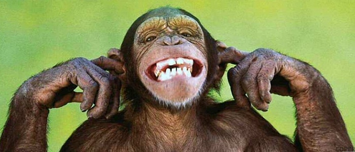 immagine-timeline-scimmia-sorridente