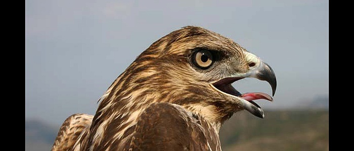 poiane-dell039appennino-2009-2270-21651