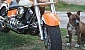 yamaha-xvs-650-drag-star-classic
