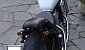 honda-vt-600-shadow honda-vt-600-shadow