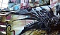jesolo-bike-week-2012-2012-3852-27441