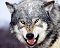 Wolf88 avatar