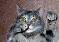 Crazycat avatar